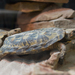 Crevice Tortoise - Photo (c) Rob DiCaterino, some rights reserved (CC BY)