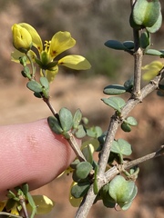 Roepera lichtensteiniana