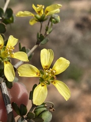 Roepera lichtensteiniana