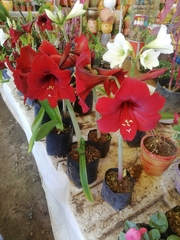 Liliopsida