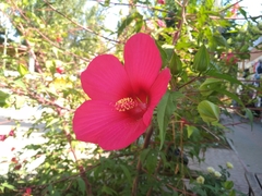 Hibiscus