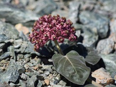 Asclepias solanoana