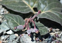 Asclepias solanoana