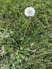 Taraxacum officinale
