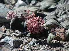 Asclepias solanoana