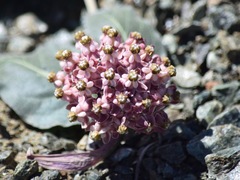 Asclepias solanoana
