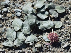 Asclepias solanoana