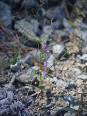 Sairocarpus vexillocalyculatus