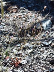 Malacothrix floccifera