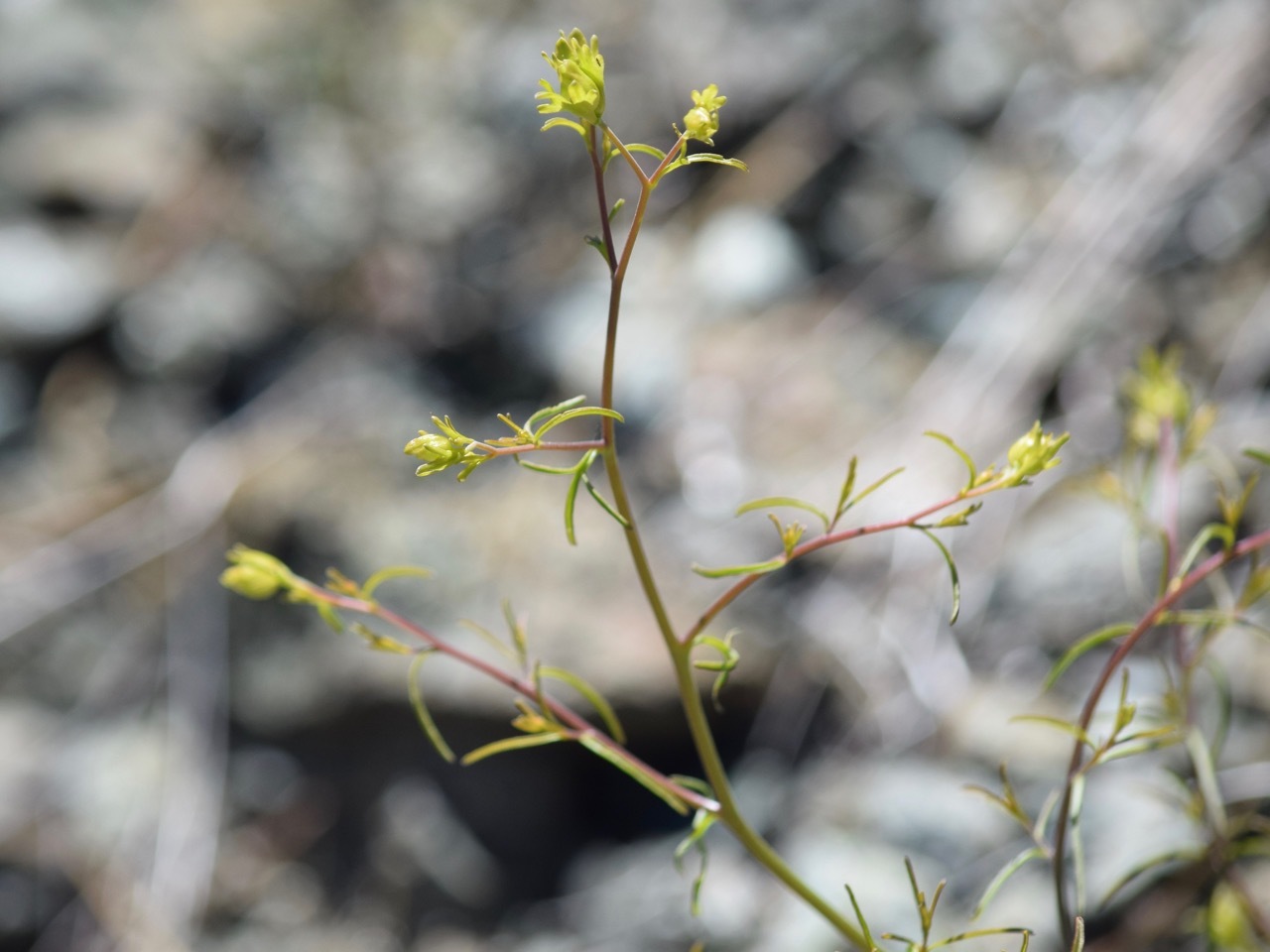 Cordylanthus pringlei