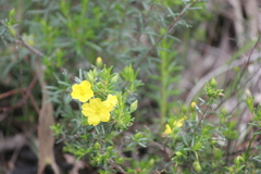Hibbertia exutiacies