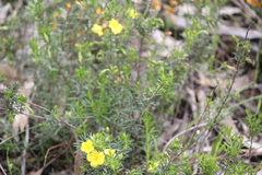 Hibbertia exutiacies