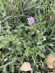 Cirsium arvense
