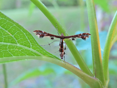 Geina tenuidactylus