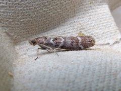 Ortholepis pasadamia