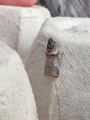 Acrobasis caryae