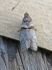Acrobasis caryae