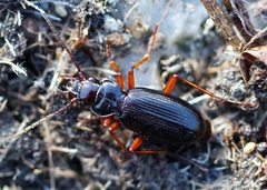 Nebria hellwigii