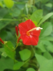 Ipomoea hederifolia image