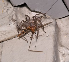 Pisaurina