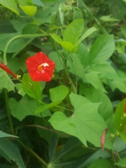 Ipomoea hederifolia image