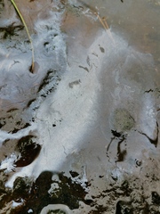 Gallionellaceae