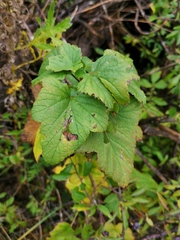 Ribes nigrum