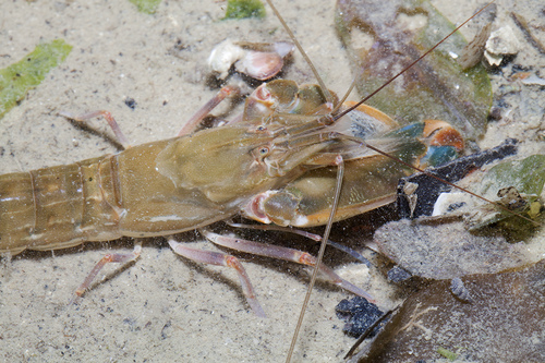 Alpheus Digitalis Forceps snapping shrimp (Alpheus digitalis) · iNaturalist