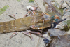 Forceps Snapping Shrimp - Photo (c) budak, some rights reserved (CC BY-NC), uploaded by budak