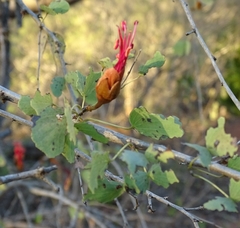 Lysiphyllum cunninghamii