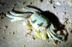 Ocypode convexa