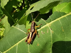 Huastecacris truncatipennis