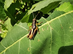 Huastecacris truncatipennis