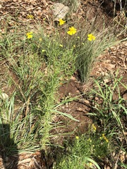 Helenium amarum amarum