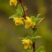 Berberis sibirica - Photo (c) Pyak Andrei, some rights reserved (CC BY-NC), uploaded by Pyak Andrei