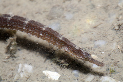 Syngnathinae