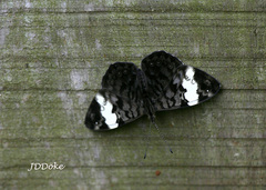 Ectima thecla thecla