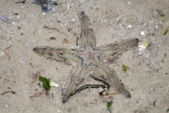 Astropecten indicus