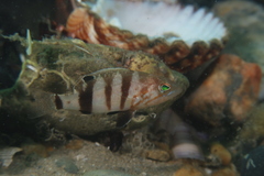 Serranus hepatus