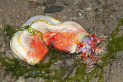 Pseudocolochirus violaceus