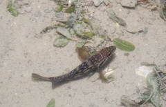 Epinephelus erythrurus