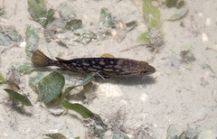 Epinephelus erythrurus