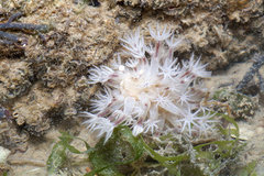 Veretillidae