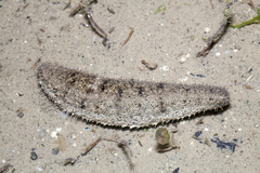 Holothuria scabra