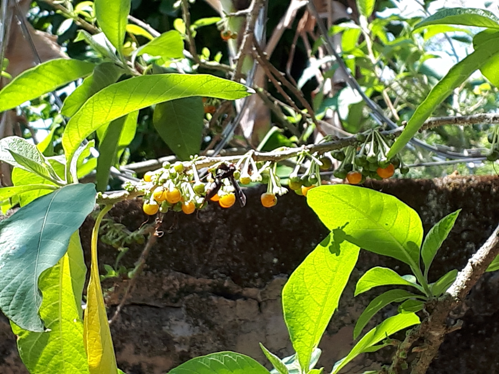 Iochroma arborescens