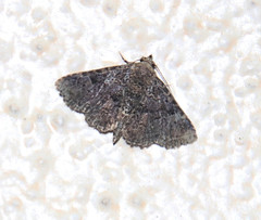 Metalectra quadrisignata