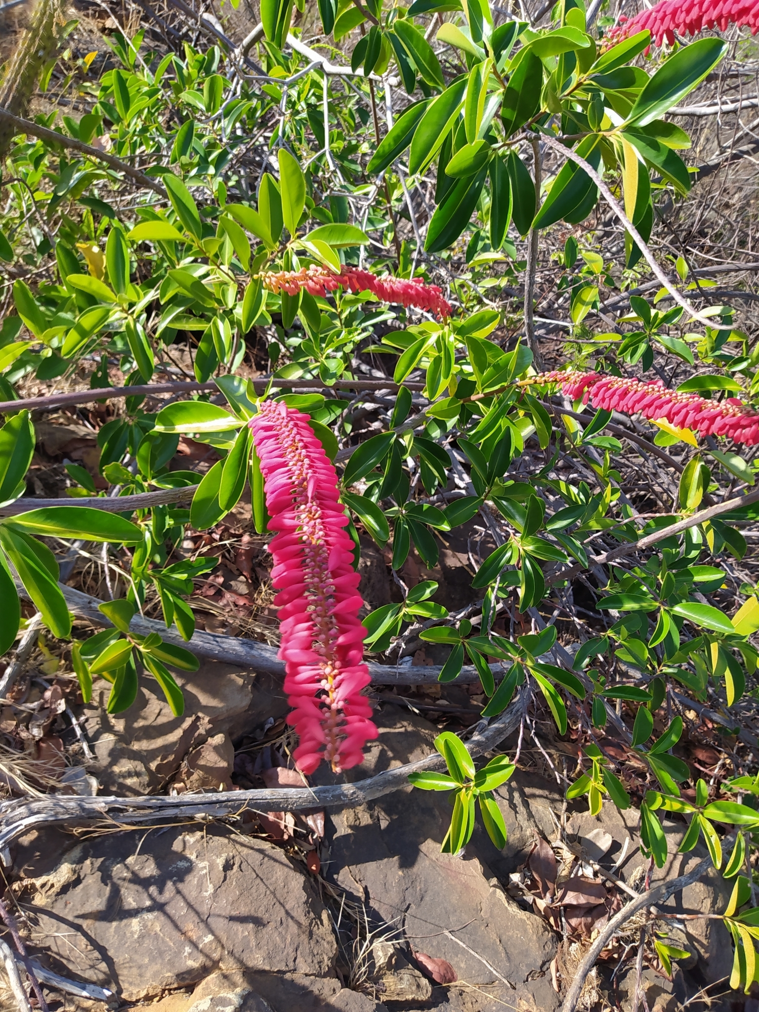 Norantea guianensis
