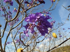 Jacaranda praetermissa