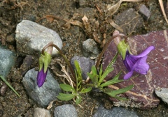 Viola dissecta