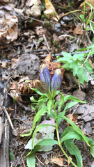 Gentiana linearis